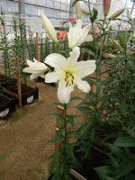 [4132 Ovatie No01.JPG]